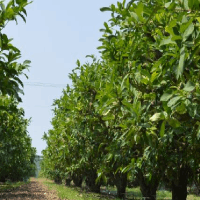 【華商網(wǎng)】西安科技大學(xué)高新學(xué)院開(kāi)展“重走柳青路，感悟創(chuàng)業(yè)魂”——文學(xué)賦能鄉(xiāng)村振興暑期實(shí)踐活動(dòng)